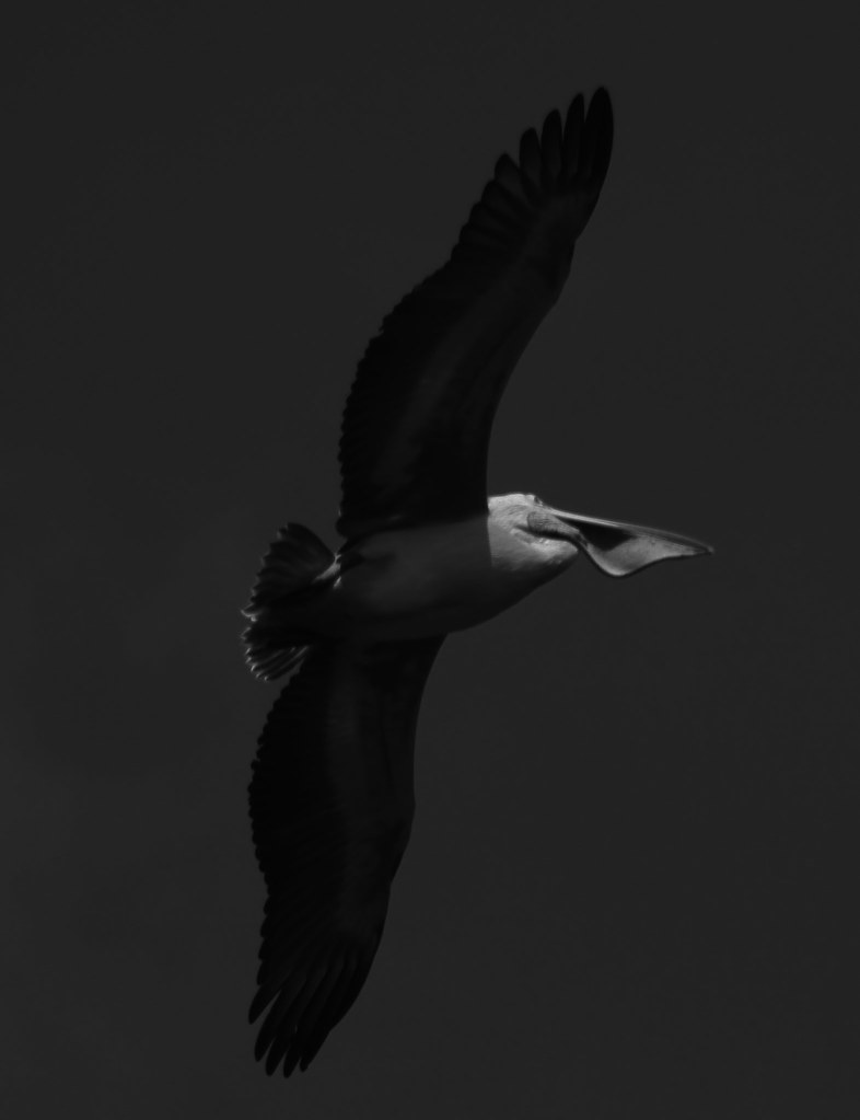 Pelican - flight