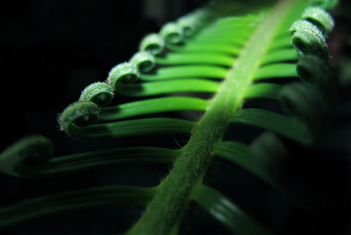 Leaf of tree fern (Cyatheales) - Green Bridge by Batikart