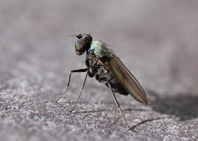 fly, Dolichopodidae genus medetera, female, c.4mm