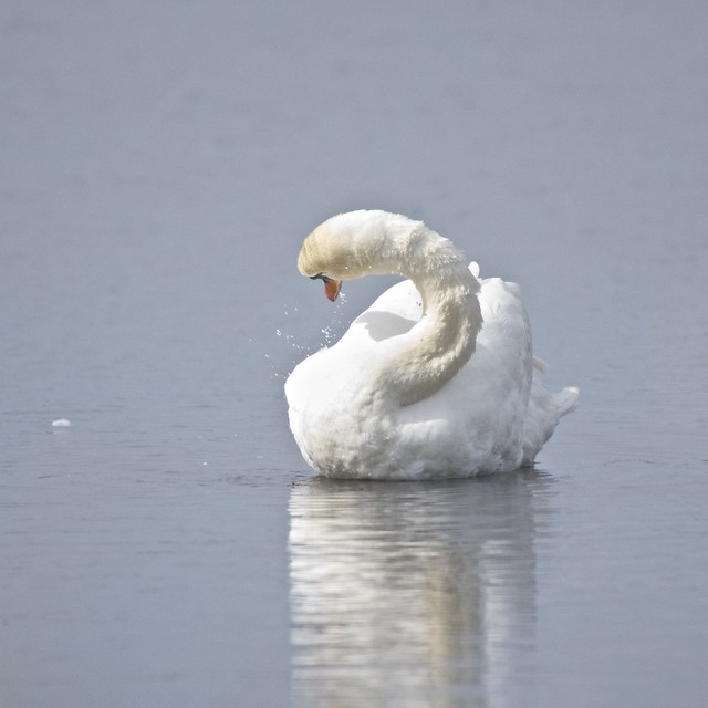 Ferry tail swan!