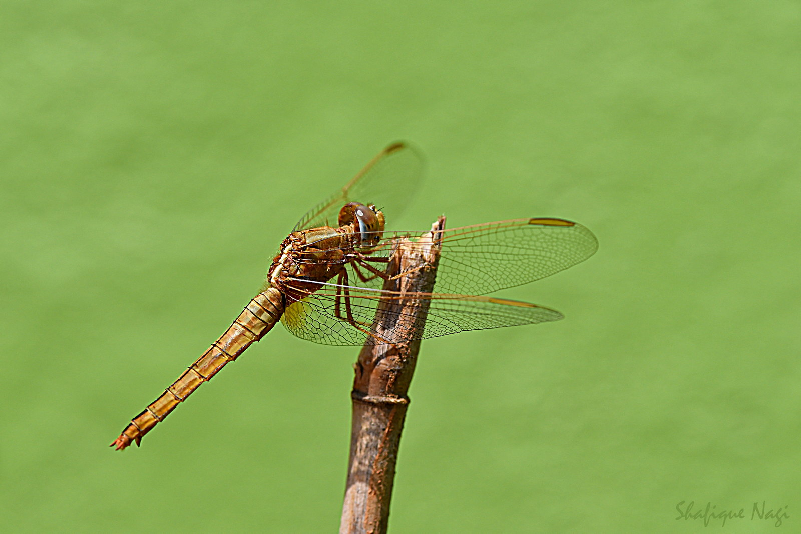 My only dragonfly shot in 2016