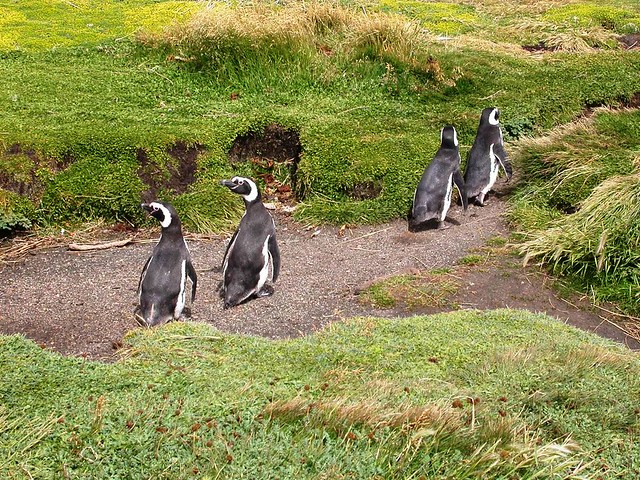 penguins de otway john koelsch