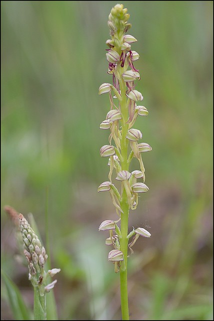 Orchis homme pendu (Orchis anthropophora)