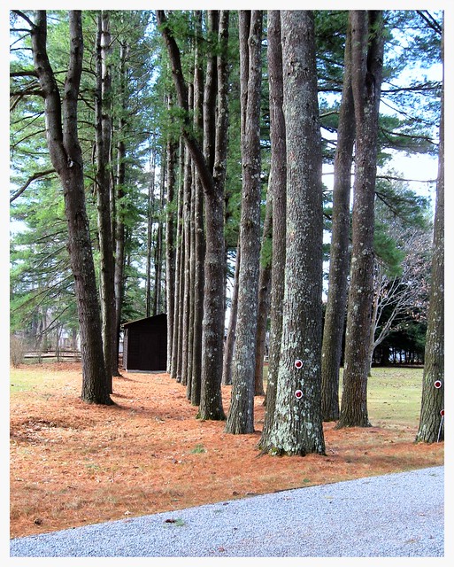 Kinni Kinnic rows of pine trees