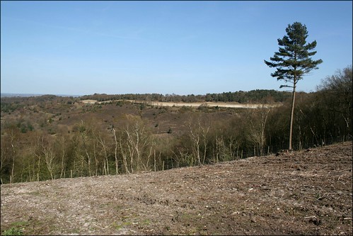 Hindhead common The former A3 road can be seen at the back of the picture.