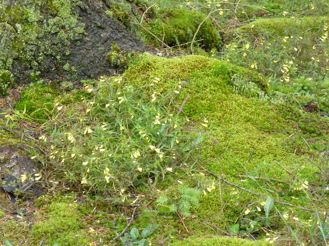 The mosses and wild flowers