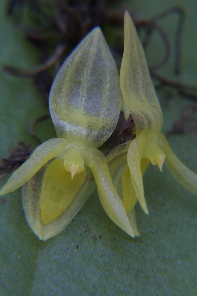 Acronia dubbeldamii | Wiel Driessen | Flickr