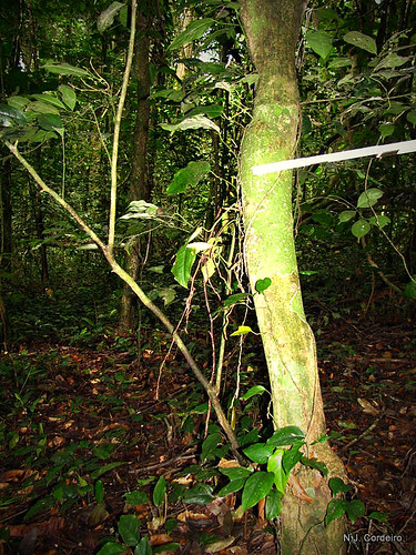 tree scale bark ndola taxonomy:species=insignis mesogyneinsignis taxonomy:binomial=mesogyneinsignis