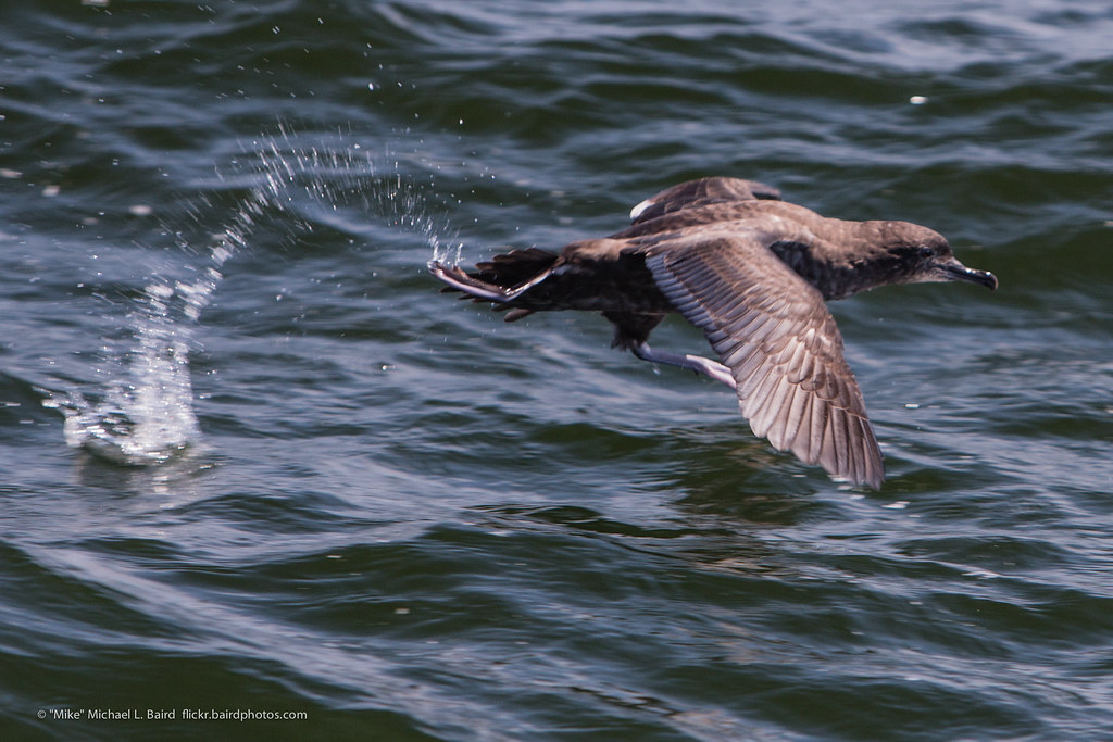 Sooty Shearwater bird Puffinus griseus taking off from the water