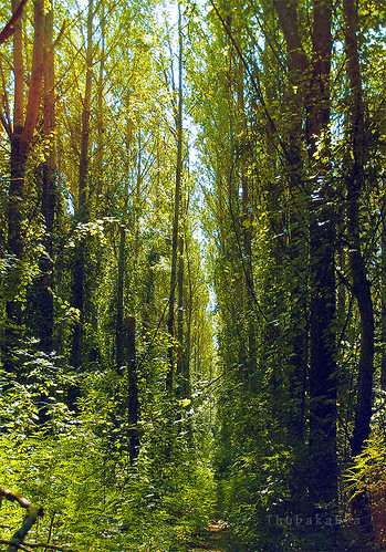 colour green yellow forest photoshop manipulated polaroid photography photo hungary manipulation olympus noise magyarország gyoma