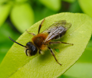 Male Andrena sp. (probably A. nitida) | SO 7347. around four… | Flickr