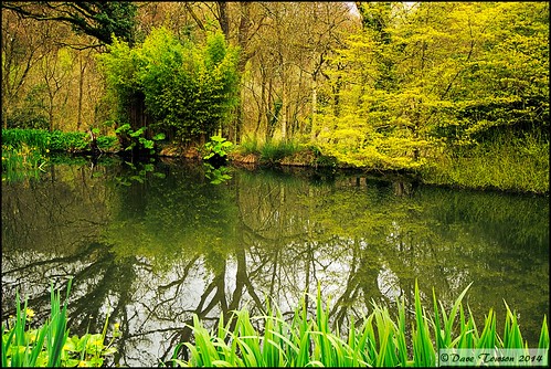 trees england lake water gardens reflections pond devon society horticultural torrington rhs rosemoor waterscapes royalhorticulturalsociety greattorrington rosemoorgardens