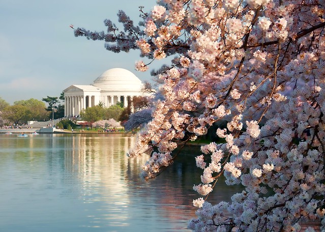 Jefferson Memorial and Cherry Blossoms