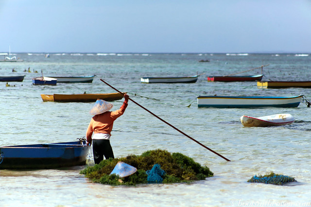 Seaweed Harvest