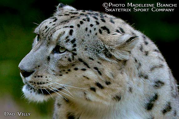 Snow Leopard Dad VILLY