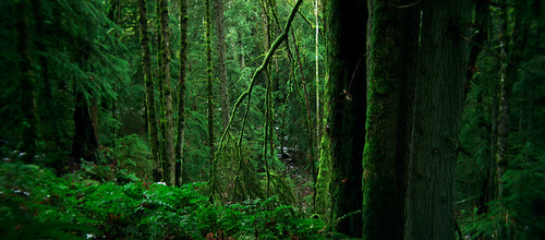 trees panorama green film oregon portland landscape holga woods quiet pano rich pacificnorthwest lush forestpark dense holgapan bluemooncamera