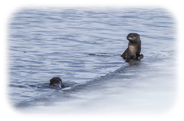 OTTERS ENJOYING THE WARMER TEMPS AND OPEN WATER