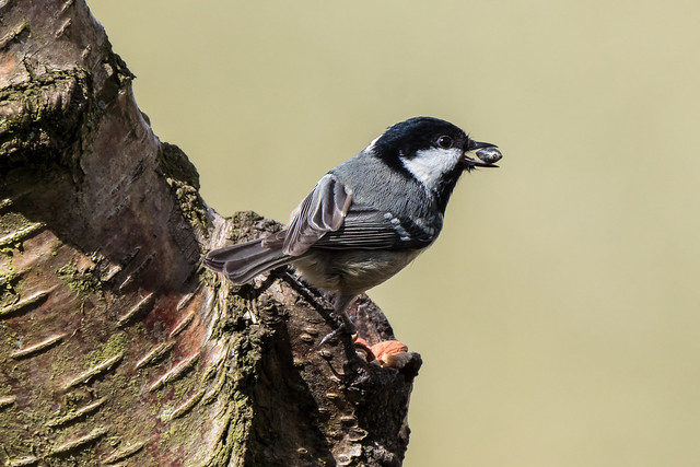 Coal tit - first shots with the Panasonic 100-400