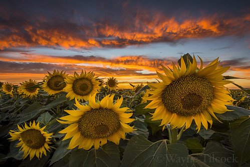 california sunset sky flower yellow clouds landscape nikon ag sunflower agriculture davis yolo 1424 d810 waynetilcock