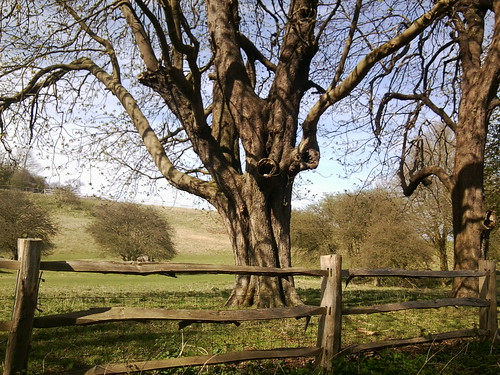 Tree Chilham Circular