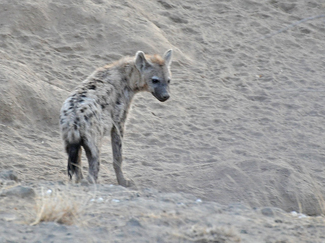 Spotted Hyena Ethiopia