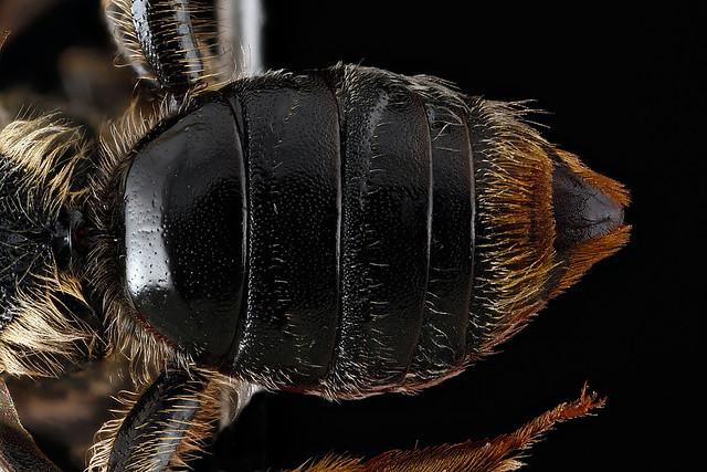 Andrena-spirgeana,-female,-top-of-abdomen_2012-06-20-15.30.51-ZS-PMax