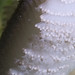 Flickr photo 'Slender sea pen (Virgularia sp.)' by: wildsingapore.
