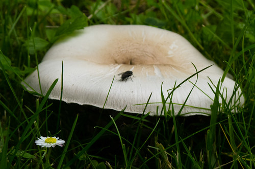 Horse mushroom with a fly, East Park