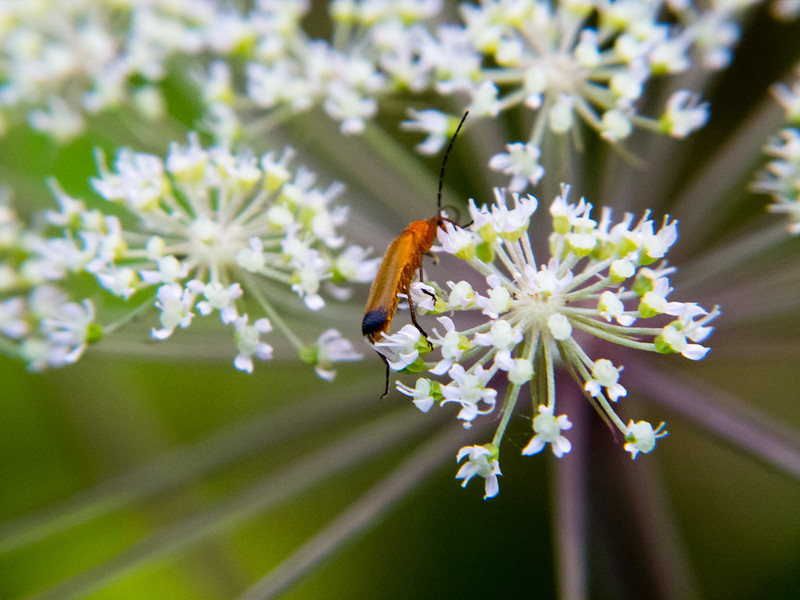 Slender beetle on an umbellifer