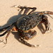Flickr photo 'Crab,Green_Assateague,MD_©DaveSpier_D071444f' by: northeast naturalist.