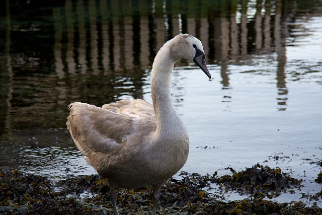 Juvenile Mute Swan