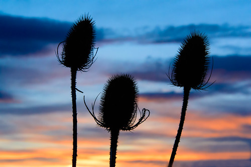 sunset sky flower floral clouds scotland weeds nikon aberdeenshire d750 nikkor oyne 26300