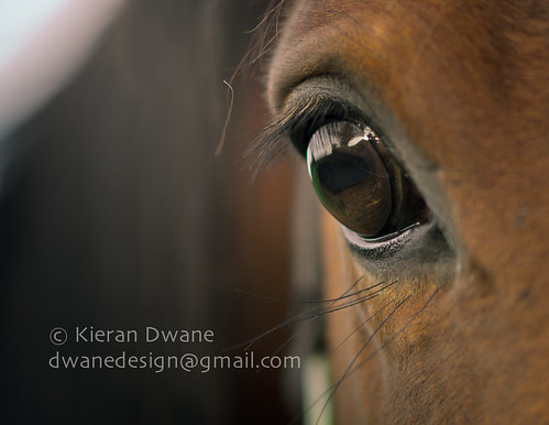 Stop Horsing About.... | by Kieran Dwane Photography