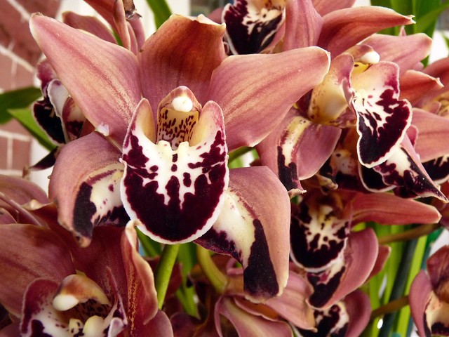 Cymbidium Leroy Naia (Son of Freak x Langleyense) peloric hybrid orchid, new to the collection 3-12*
