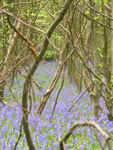 Bluebells Wendover Circular via Lee A small wood, just after lunch, provided the best display of the day