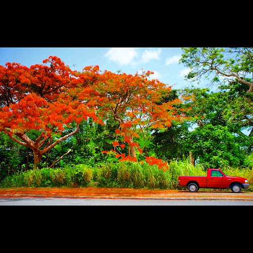 red nature puertorico flamboyan instagram