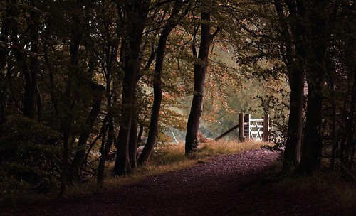 autumn trees light shadow canon woodland gate path 2015 550d rebelt2i