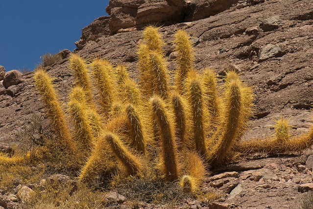 Cactus (Oreocereus leucotrichus). Caspana. Antofagasta. Chile.