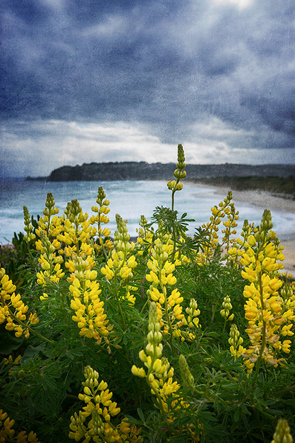 Lupin by the sea