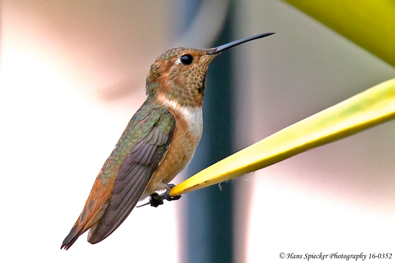 Allen's Hummingbird 16-0352