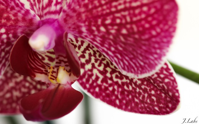 orchidéesse