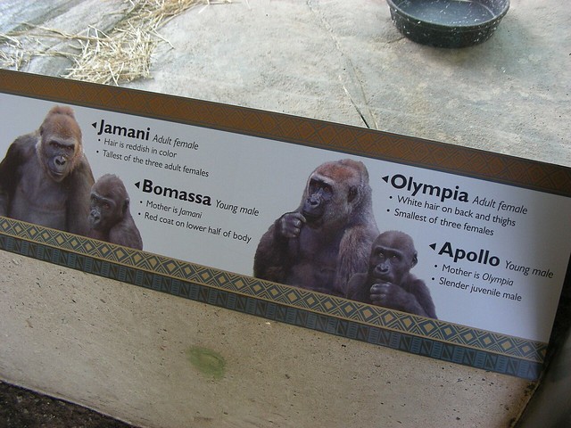 Asheboro Gorillas 02