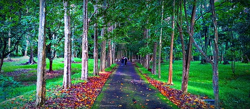 trees plant green nature forest landscape outdoor perspective environment