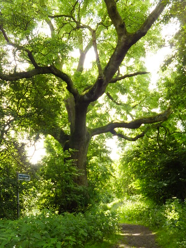 tree beech oak england summer uk staffs newcastle outdoors nature green tmt
