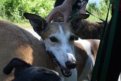 Greyhound Adventures at Webb Memorial State Park, Weymouth MA, June 12th 2016