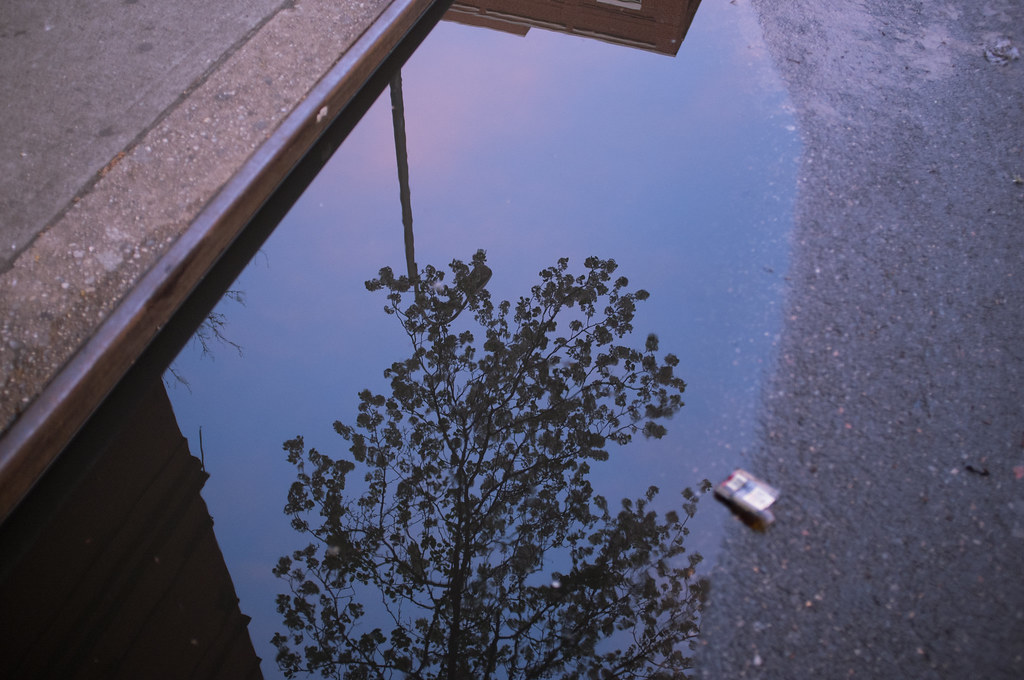 Rainwater puddle on a city street reflecting a leafy tree and twilight sky next to a street curb.