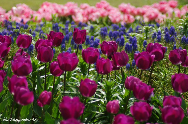 Black Tulips & Muscaris & Mixed Pink Tulips ~ Tulips #2 ~