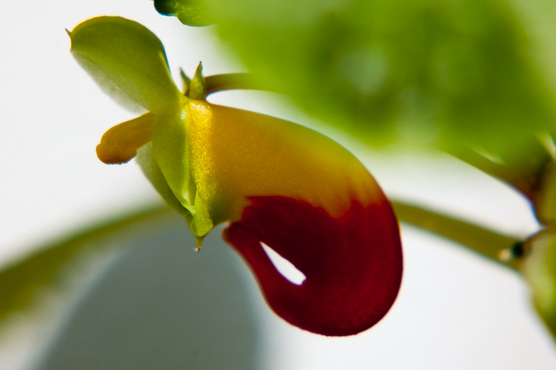 Interestingly-shaped flower