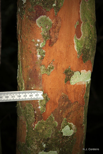 tree scale bark rawsoniareticulata taxonomy:binomial=rawsoniareticulata sesiwakwamkoro