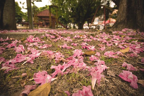 flower landscape nikon wither malaysia nikkor johor d800 1635mm kahang